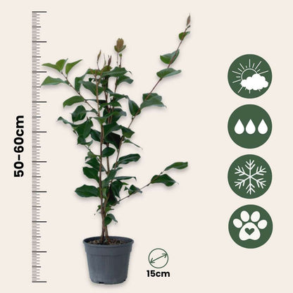 Roses Japanische Rose - Camellia Japonica 'Dr. King' - Höhe 50-60Cm - ⌀15Cm 