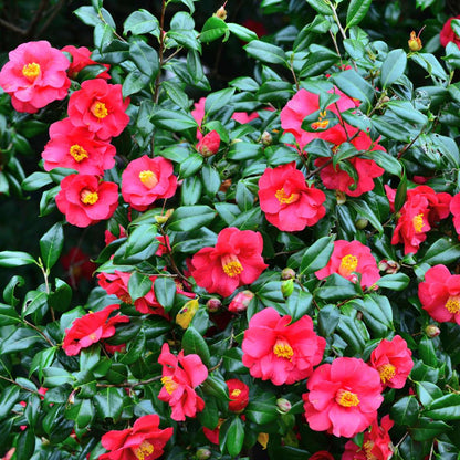 Roses Japanische Rose - Camellia Japonica 'Dr. King' - Höhe 50-60Cm - ⌀15Cm 