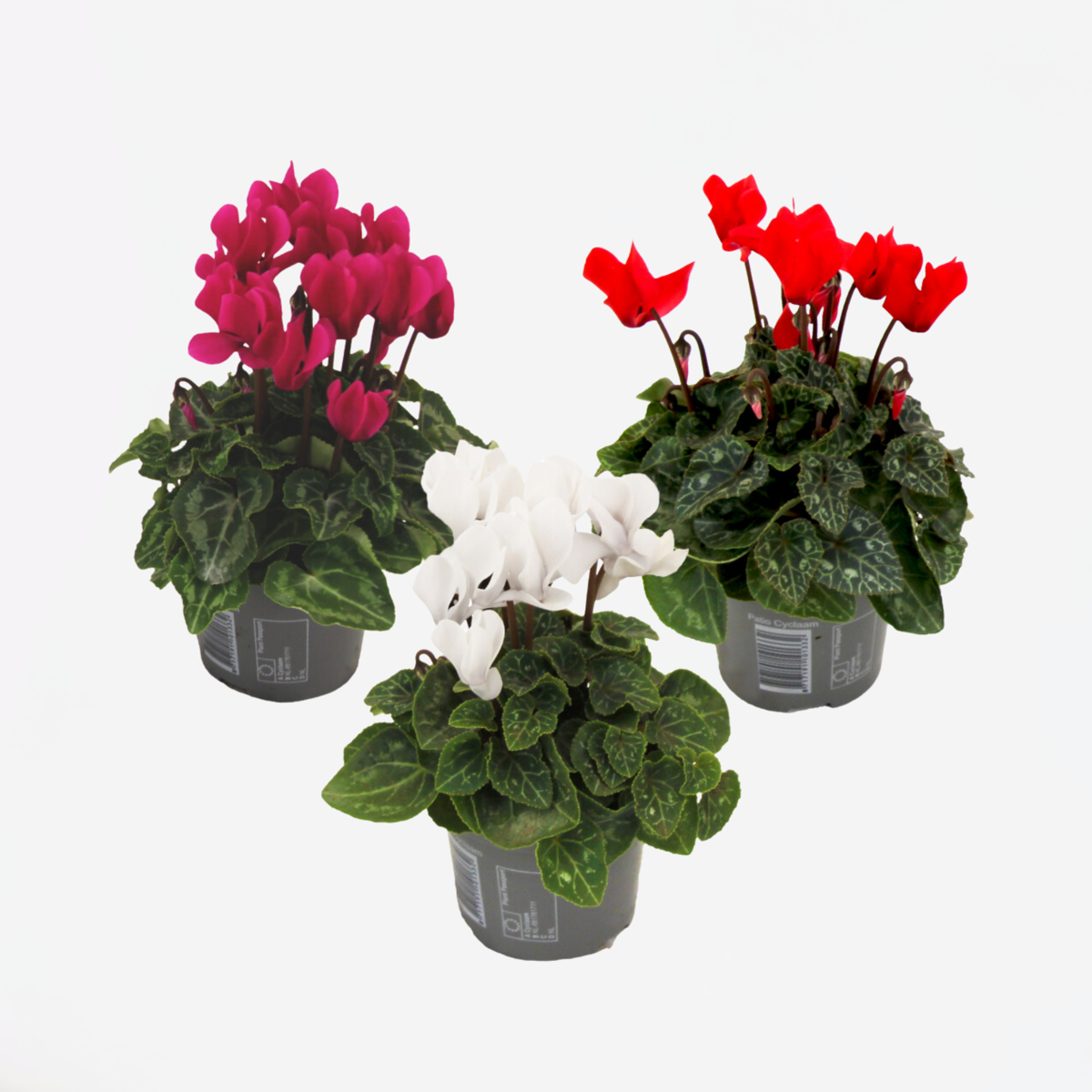 Other Garden Plants Alpenveilchen - 3 Stk - Cyclamen Persicum - Höhe 10-20Cm - ⌀9Cm 