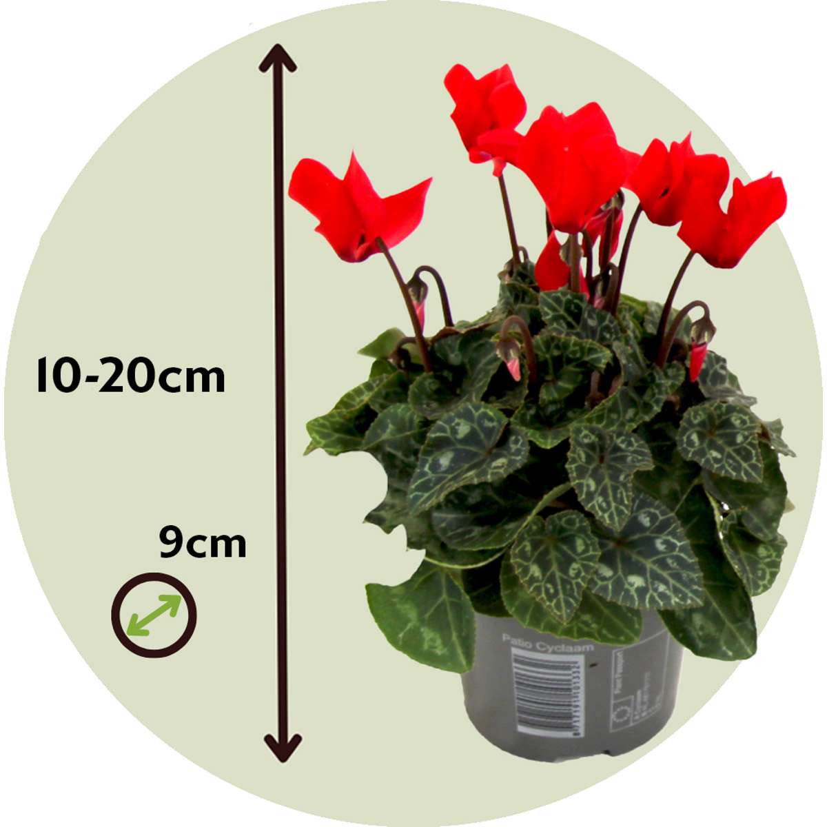 Other Garden Plants Alpenveilchen - 3 Stk - Cyclamen Persicum - Höhe 10-20Cm - ⌀9Cm 