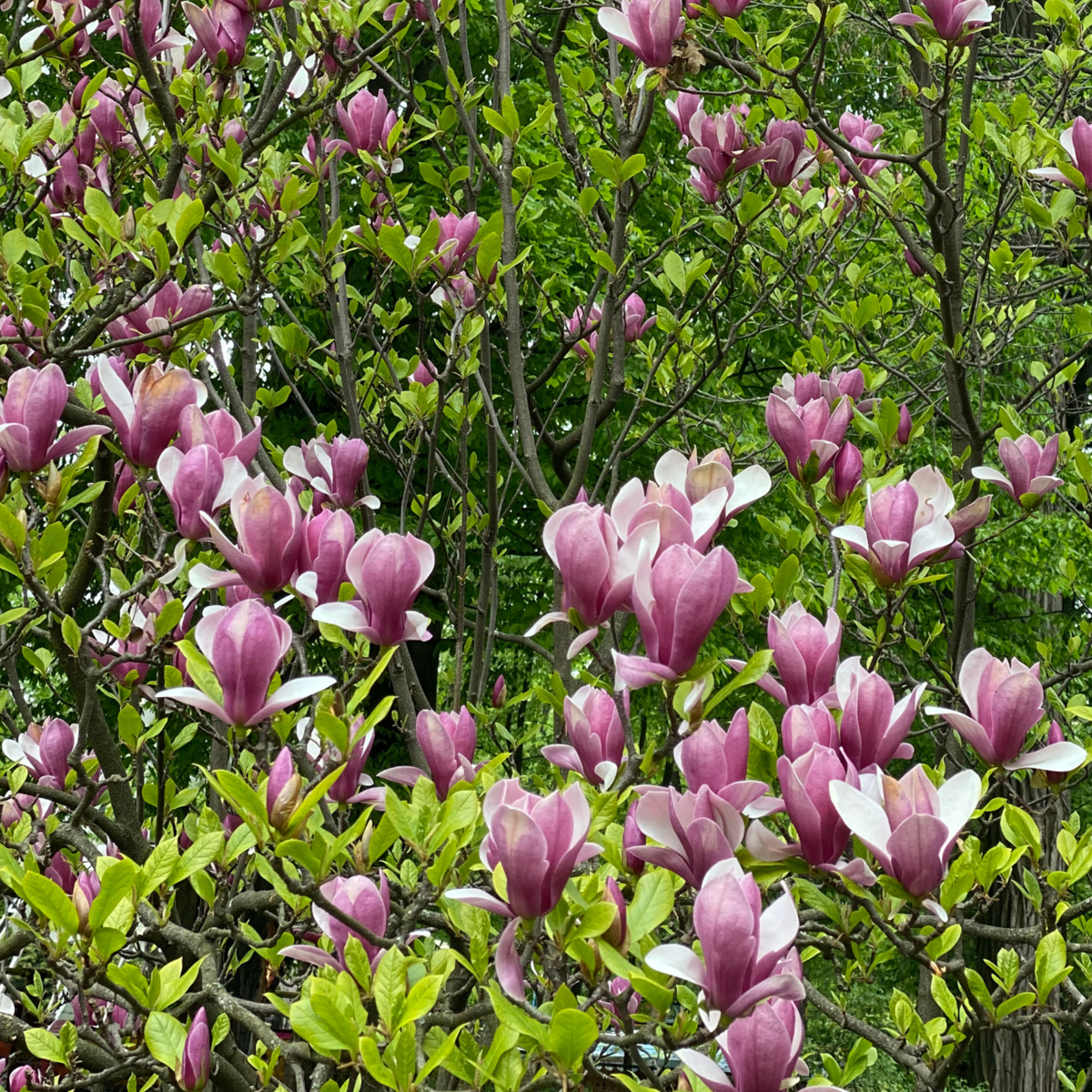 Magnolia Magnolie - 3 Stk - Magnolia 'Susan' - Höhe 25-40Cm - ⌀9Cm 