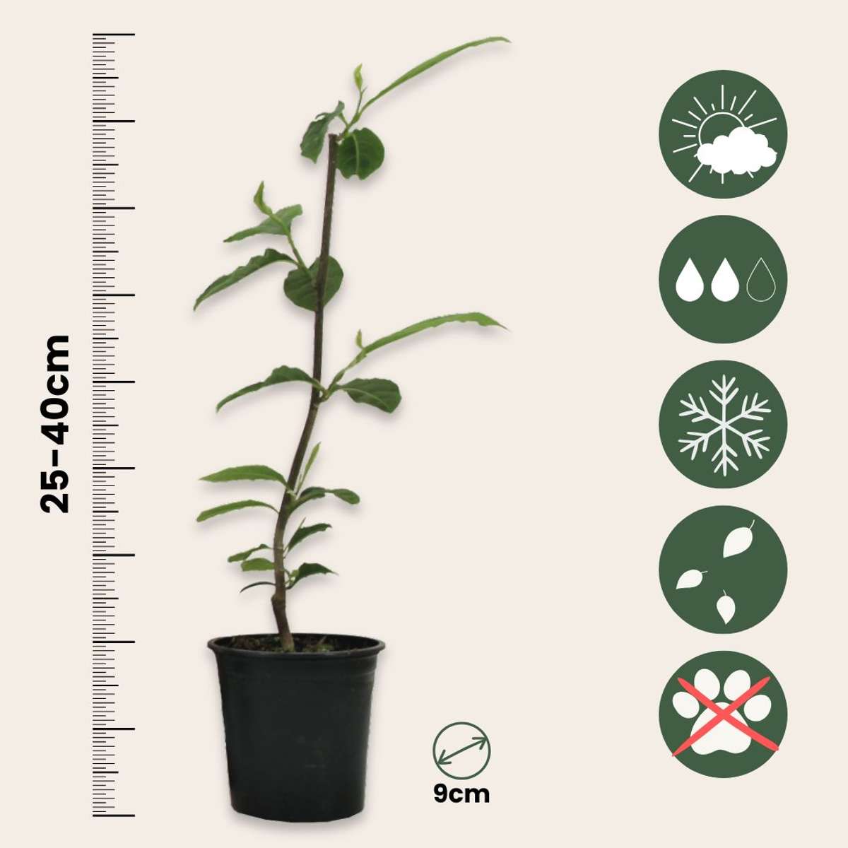 Magnolia Magnolie - 3 Stk - Magnolia 'Soulangea' - Höhe 25-40Cm - ⌀9Cm 