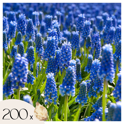 Grape Hyacinth Traubenhyazinthen - 200 Stk - Muscari Armeniacum - Blumenzwiebeln - Blau 