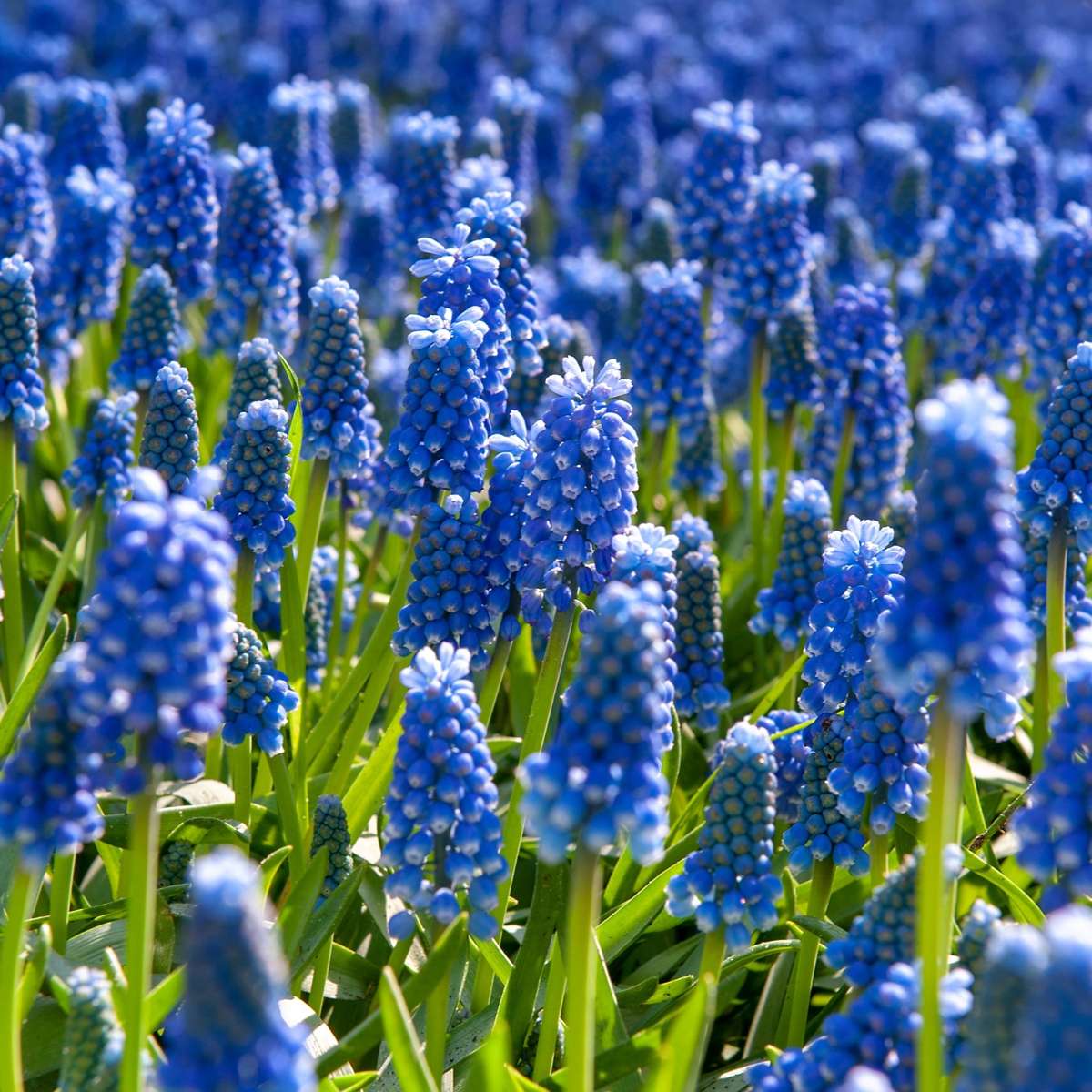 Grape Hyacinth Traubenhyazinthen - 200 Stk - Muscari Armeniacum - Blumenzwiebeln - Blau 