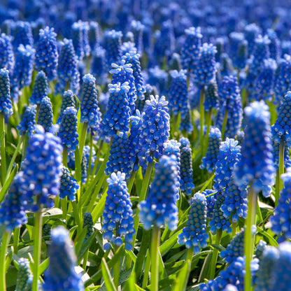 Grape Hyacinth Traubenhyazinthen - 200 Stk - Muscari Armeniacum - Blumenzwiebeln - Blau 