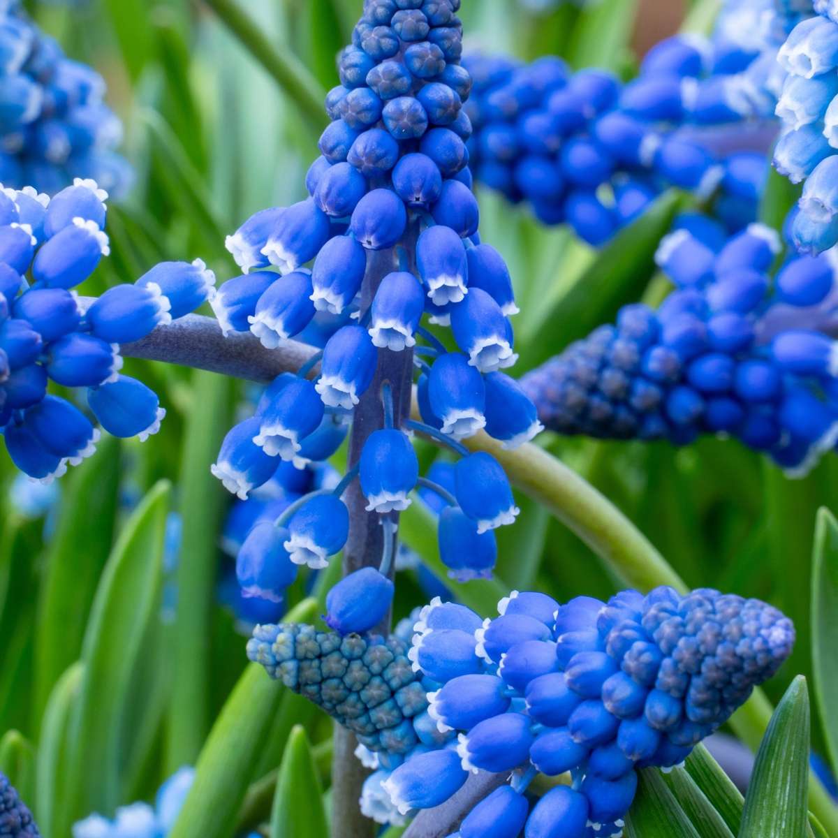 Grape Hyacinth Traubenhyazinthen - 200 Stk - Muscari Armeniacum - Blumenzwiebeln - Blau 