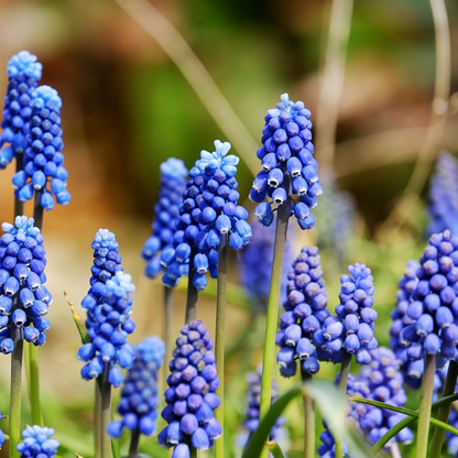 Grape Hyacinth Traubenhyazinthen - 200 Stk - Muscari Armeniacum - Blumenzwiebeln - Blau 