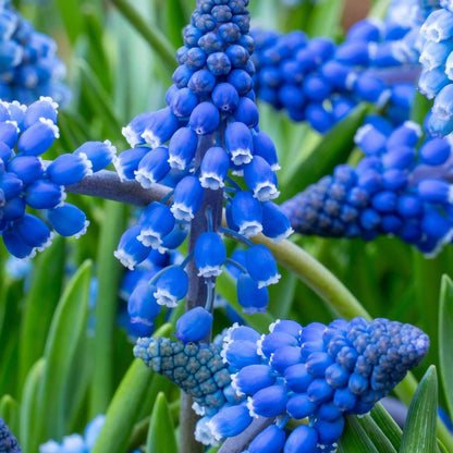 Grape Hyacinth Traubenhyazinthen - 100 Stk - Muscari Armeniacum - Blumenzwiebeln - Blau 