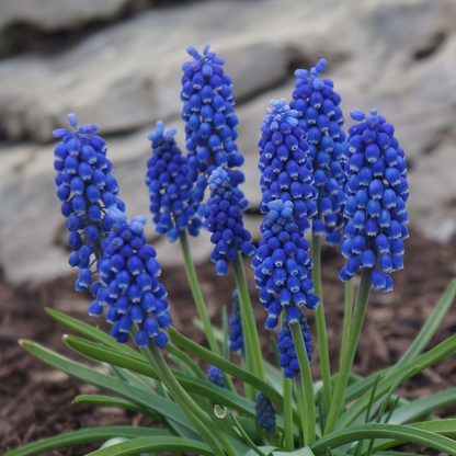 Grape Hyacinth Traubenhyazinthen - 100 Stk - Muscari Armeniacum - Blumenzwiebeln - Blau 