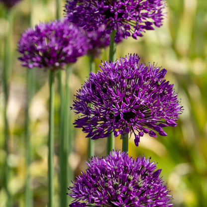 Alliumzwiebeln - 60 Stk - Allium 'Purple Sensation' - Blumenzwiebeln - Lila 