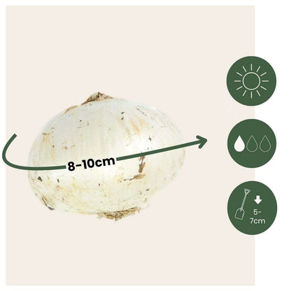 Alliumzwiebeln - 60 Stk - Allium 'Purple Sensation' - Blumenzwiebeln - Lila 