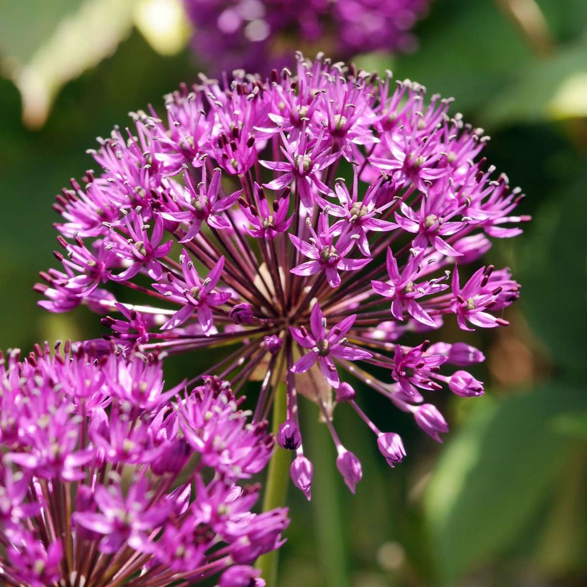 Alliumzwiebeln - 60 Stk - Allium 'Purple Sensation' - Blumenzwiebeln - Lila 