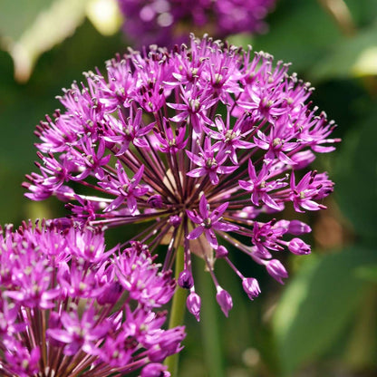 Alliumzwiebeln - 60 Stk - Allium 'Purple Sensation' - Blumenzwiebeln - Lila 