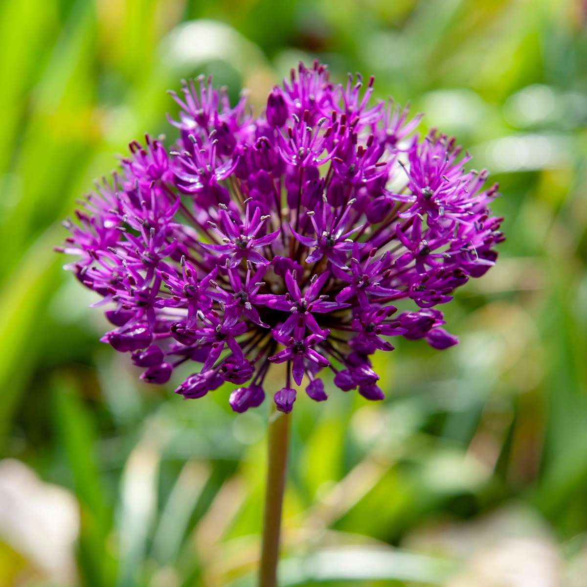 Alliumzwiebeln - 60 Stk - Allium 'Purple Sensation' - Blumenzwiebeln - Lila 