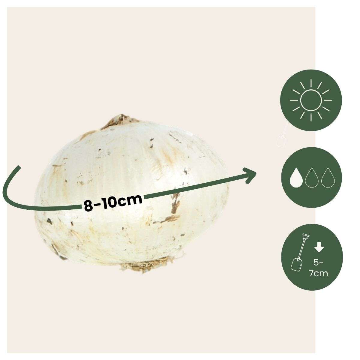 Alliumzwiebeln - 30 Stk - Allium 'Purple Sensation' - Blumenzwiebeln - Lila 