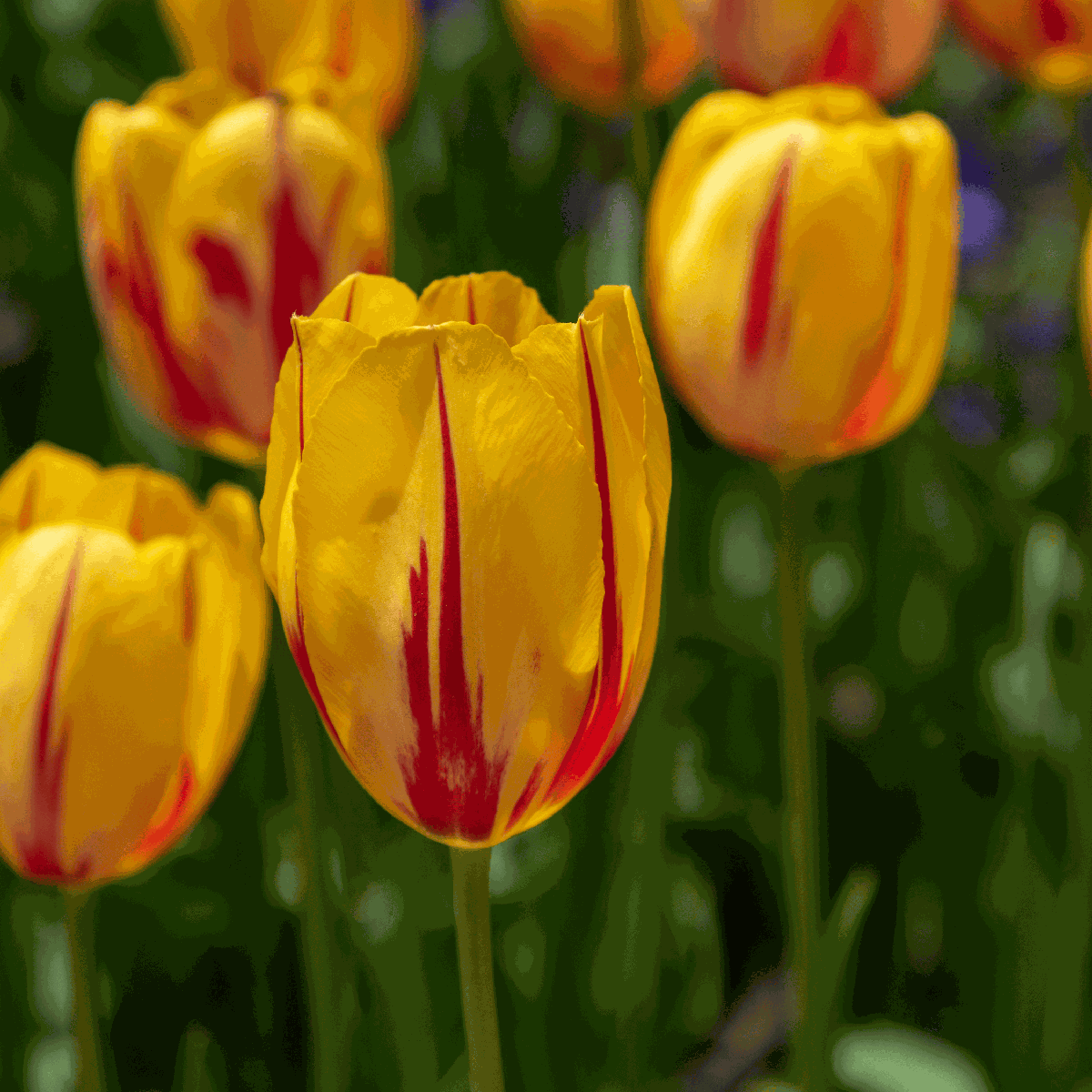 Tulip Tulpenzwiebeln - 60 Stk - Tulipa 'Flaming Beauty' - Blumenzwiebeln - Mehrfarbig 