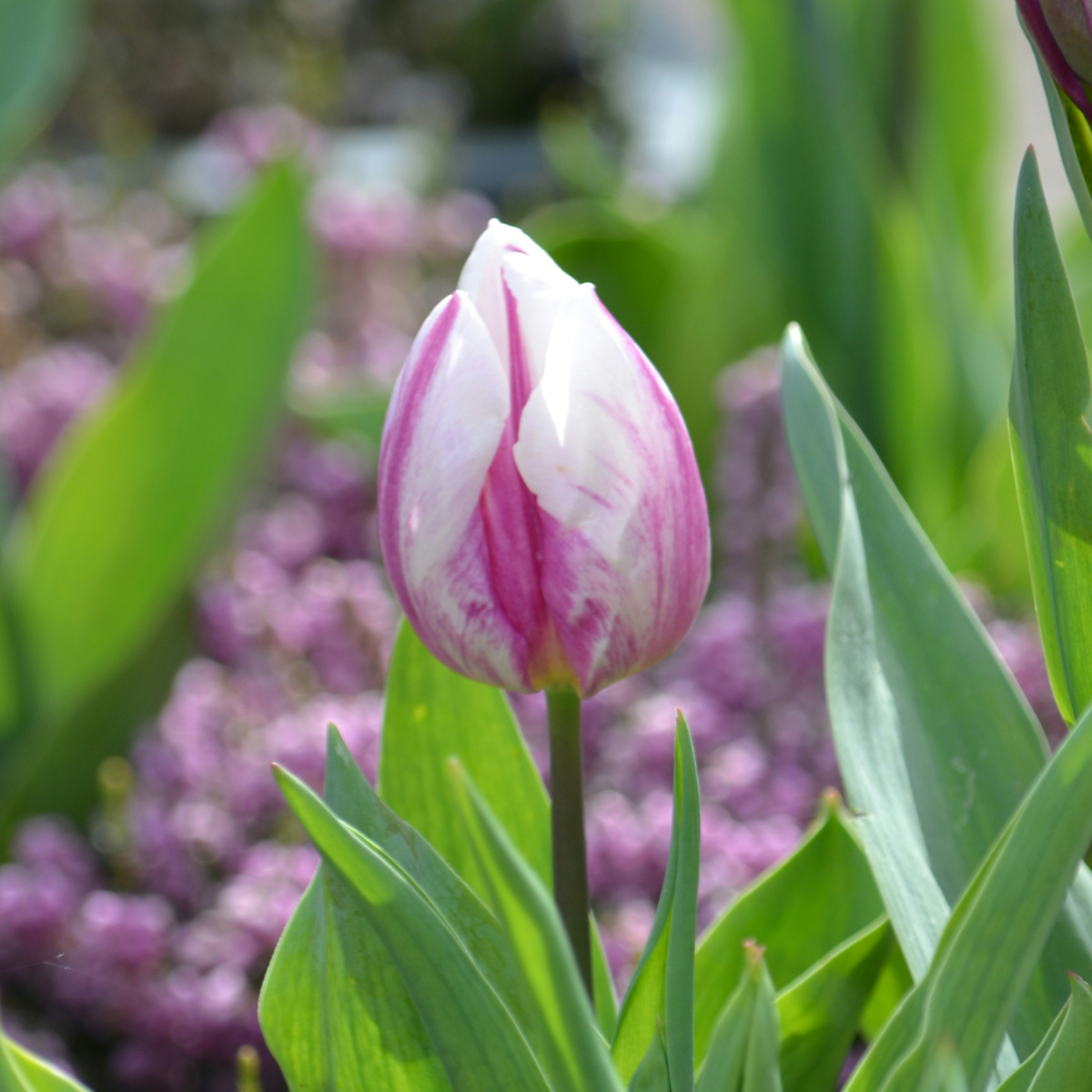 Tulip Tulpenzwiebeln - 60 Stk - Tulipa 'Flaming Beauty' - Blumenzwiebeln - Mehrfarbig 