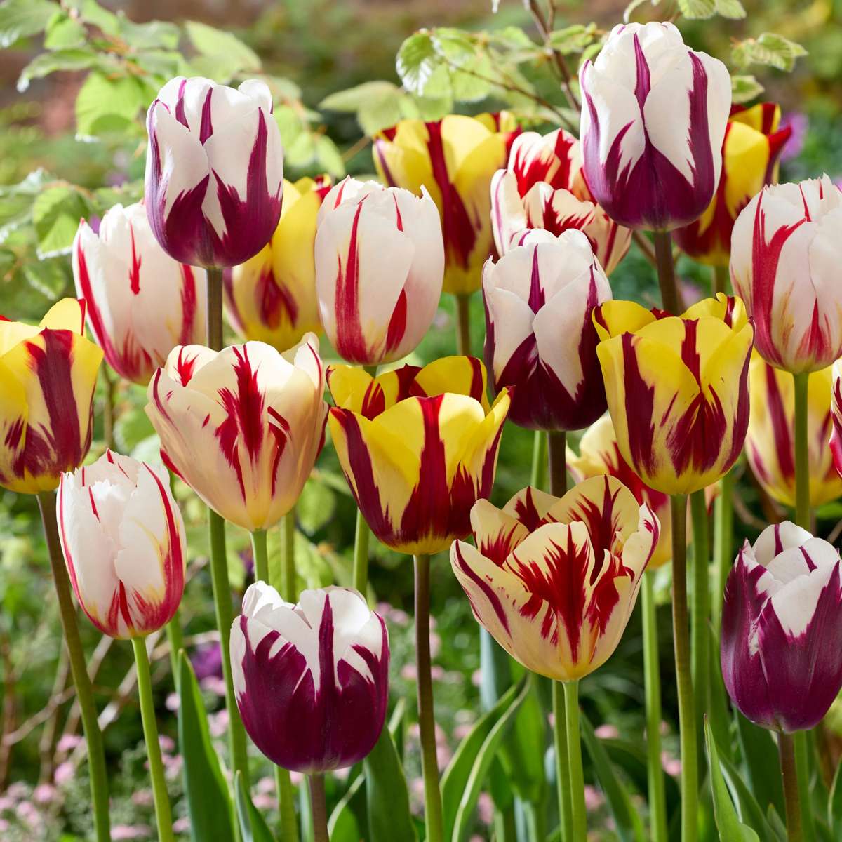 Tulip Tulpenzwiebeln - 30 Stk - Tulipa 'Flaming Beauty Mix' - Blumenzwiebeln 
