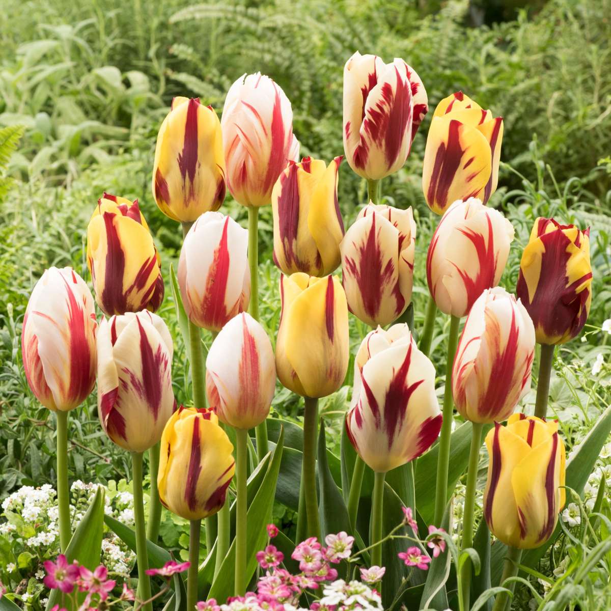Tulip Tulpenzwiebeln - 30 Stk - Tulipa 'Flaming Beauty Mix' - Blumenzwiebeln 