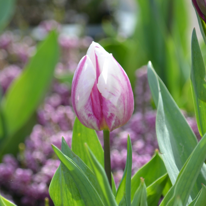 Tulip Tulpenzwiebeln - 30 Stk - Tulipa 'Flaming Beauty Mix' - Blumenzwiebeln 