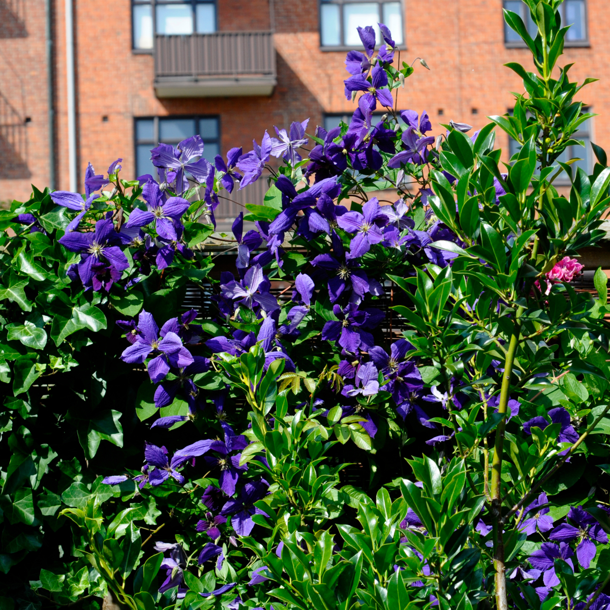 Climbers Klematis - 3 Stk - Clematis 'The President' - Höhe 25-40Cm - ⌀9Cm 
