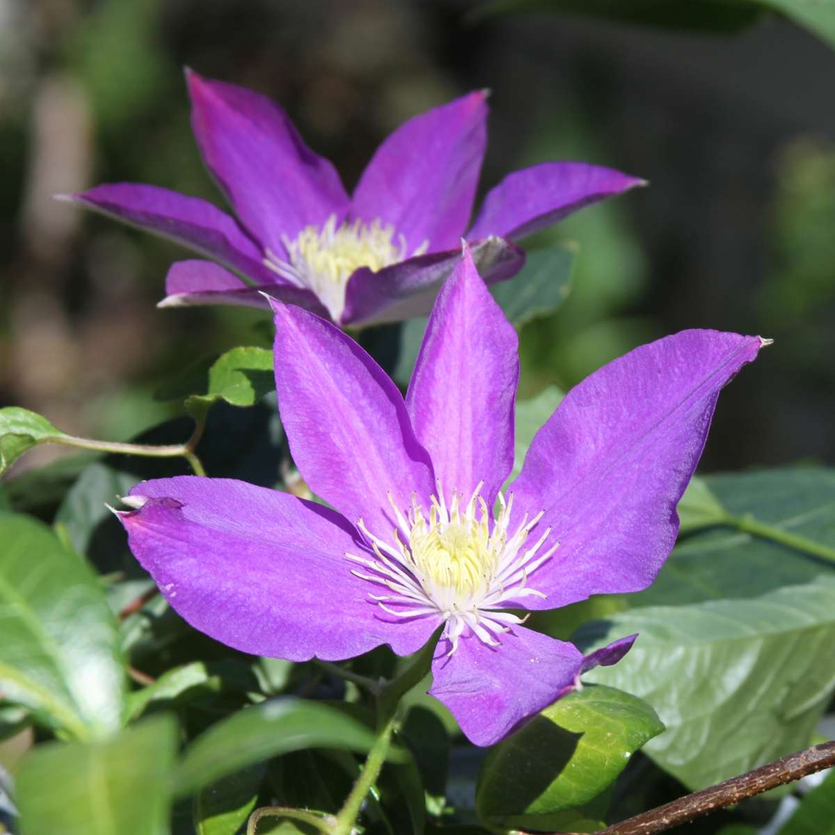 Climbers Klematis - 3 Stk - Clematis 'The President' - Höhe 25-40Cm - ⌀9Cm 