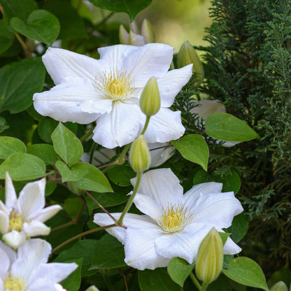 Climbers Klematis - 3 Stk - Clematis Hybrid 'Mme Le Coultre' - Höhe 25-40Cm - ⌀9Cm 