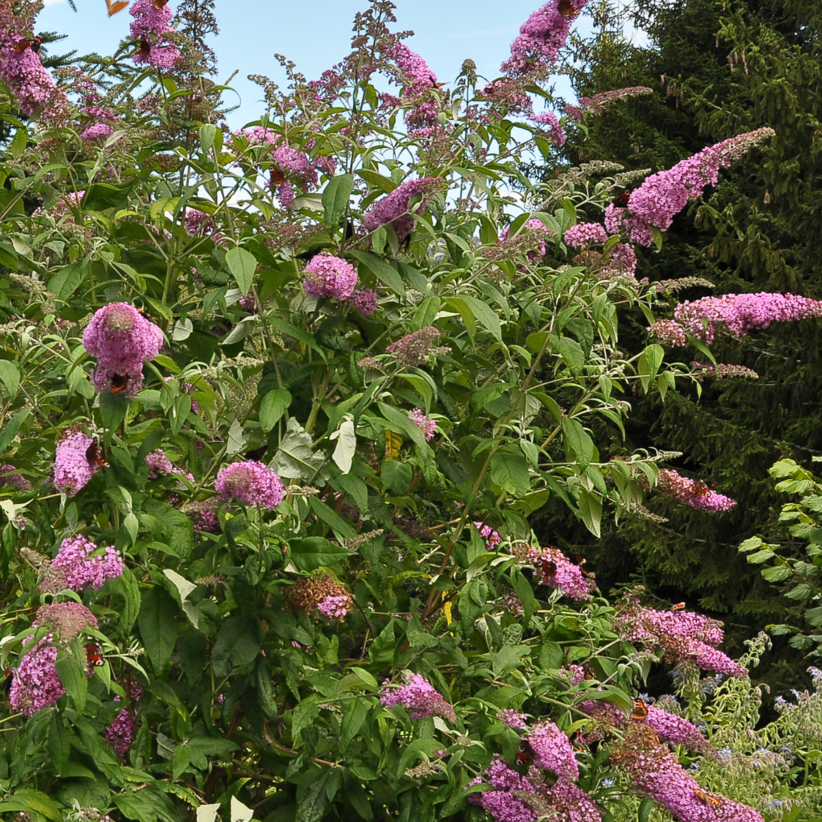 Buddleja Shrubs Schmetterlingsfliedern - 3 Stk - Buddleja 'Pink Delight' - Höhe 25-40Cm - ⌀9Cm 