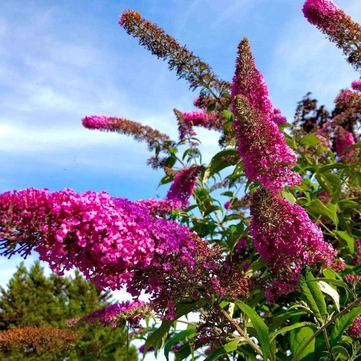 Buddleja Shrubs Schmetterlingsfliedern - 3 Stk - Buddleja 'Pink Delight' - Höhe 25-40Cm - ⌀9Cm 
