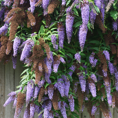 Buddleja Shrubs Schmetterlingsfliedern - 3 Stk - Buddleja 'Nanho Blue' - Höhe 25-40Cm - ⌀9Cm 