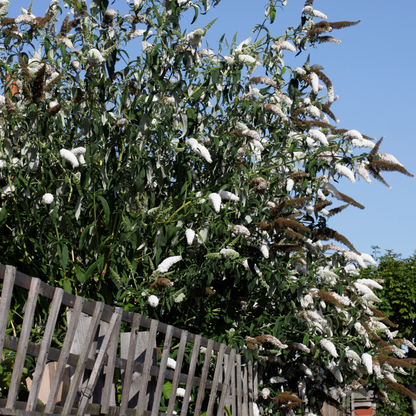Buddleja Shrubs Schmetterlingsfliedern - 3 Stk - Buddleja Davidii 'White' - Höhe 25-40Cm - ⌀9Cm 