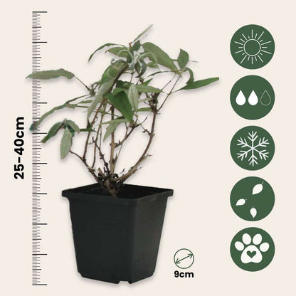 Buddleja Shrubs Schmetterlingsfliedern - 3 Stk - Buddleja Davidii 'White' - Höhe 25-40Cm - ⌀9Cm 