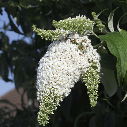 Buddleja Shrubs Schmetterlingsfliedern - 3 Stk - Buddleja Davidii 'White' - Höhe 25-40Cm - ⌀9Cm 