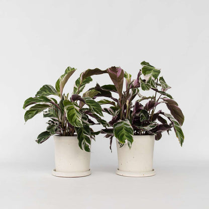Calathea Korbmarante - 2 Stk - Calathea Lietzei 'White Fusion' - Höhe 30-40Cm - ⌀14Cm 