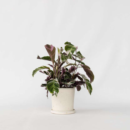 Calathea Korbmarante - Calathea Lietzei 'White Fusion' - Höhe 30-40Cm - ⌀14Cm 