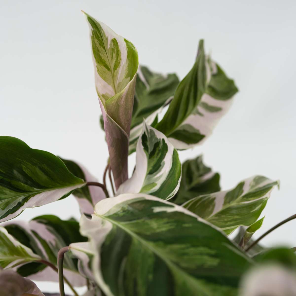 Calathea Korbmarante - Calathea Lietzei 'White Fusion' - Höhe 30-40Cm - ⌀14Cm 