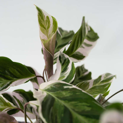 Calathea Korbmarante - Calathea Lietzei 'White Fusion' - Höhe 30-40Cm - ⌀14Cm 