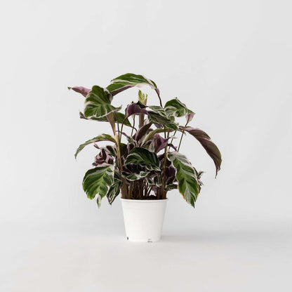 Calathea Korbmarante - Calathea Lietzei 'White Fusion' - Höhe 30-40Cm - ⌀14Cm 