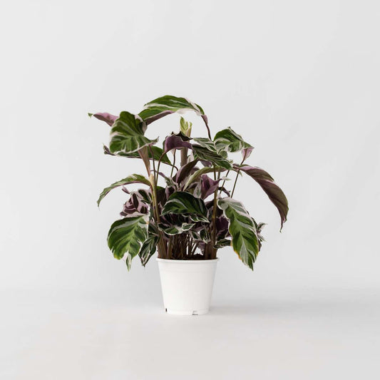 Calathea Korbmarante - Calathea Lietzei 'White Fusion' - Höhe 30-40Cm - ⌀14Cm 