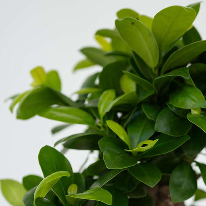 Other Green Houseplants Bonsaibaum - 4 Stk - Ficus Microcarpa - Höhe 30-40Cm - ⌀12Cm 