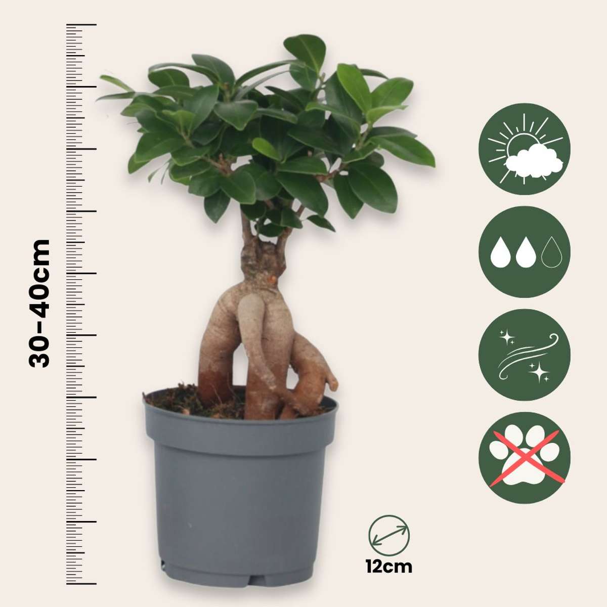 Other Green Houseplants Bonsaibaum - 4 Stk - Ficus Microcarpa - Höhe 30-40Cm - ⌀12Cm 