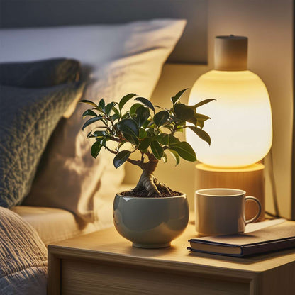 Other Green Houseplants Bonsaibaum - 4 Stk - Ficus Microcarpa - Höhe 30-40Cm - ⌀12Cm 