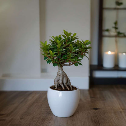 Bonsaibaum - 2 Stk - Ficus Microcarpa - Höhe 30-40Cm - ⌀12Cm 