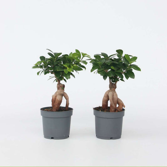 Bonsaibaum - 2 Stk - Ficus Microcarpa - Höhe 30-40Cm - ⌀12Cm 
