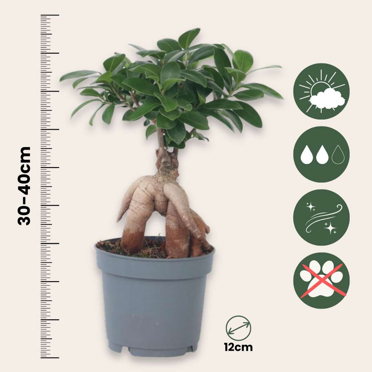 Bonsaibaum - Ficus Microcarpa - Höhe 30-40Cm - ⌀12Cm 