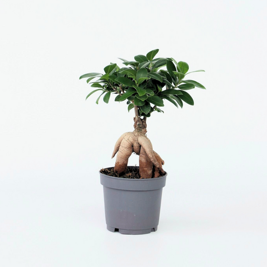 Bonsaibaum - Ficus Microcarpa - Höhe 30-40Cm - ⌀12Cm 