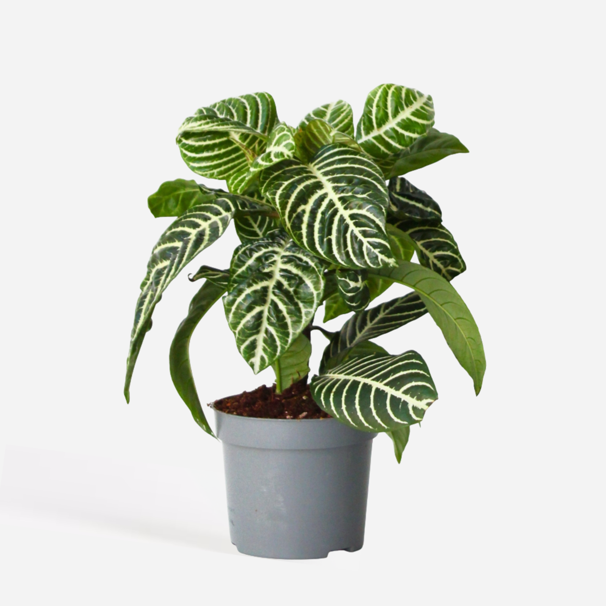 Aphelandra Zebrapflanze - Aphelandra Squarrosa 'Botanica' - Höhe 25-45Cm - ⌀13Cm 