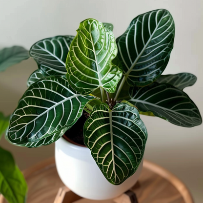 Aphelandra Zebrapflanze - Aphelandra Squarrosa 'Botanica' - Höhe 25-45Cm - ⌀13Cm 