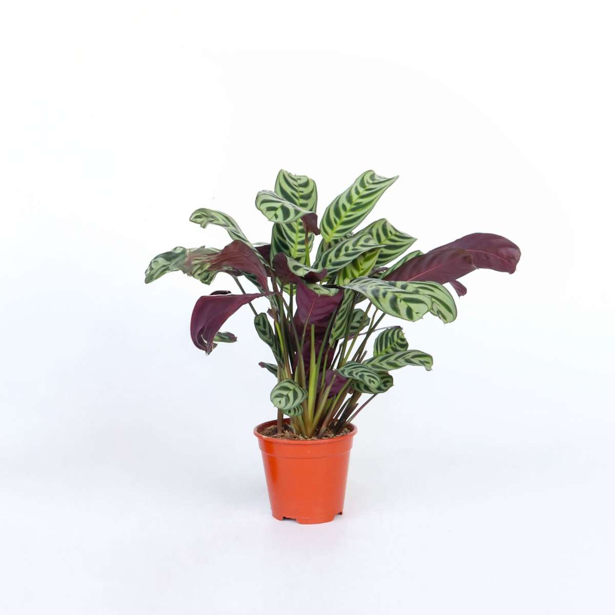 Ctenanthe Marante - Ctenanthe 'Burle-Marxii' - Höhe 25-40Cm - ⌀12Cm 