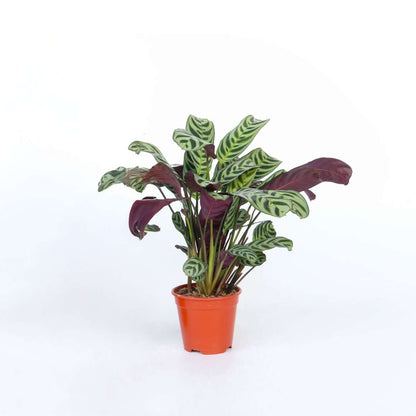 Ctenanthe Marante - Ctenanthe 'Burle-Marxii' - Höhe 25-40Cm - ⌀12Cm 